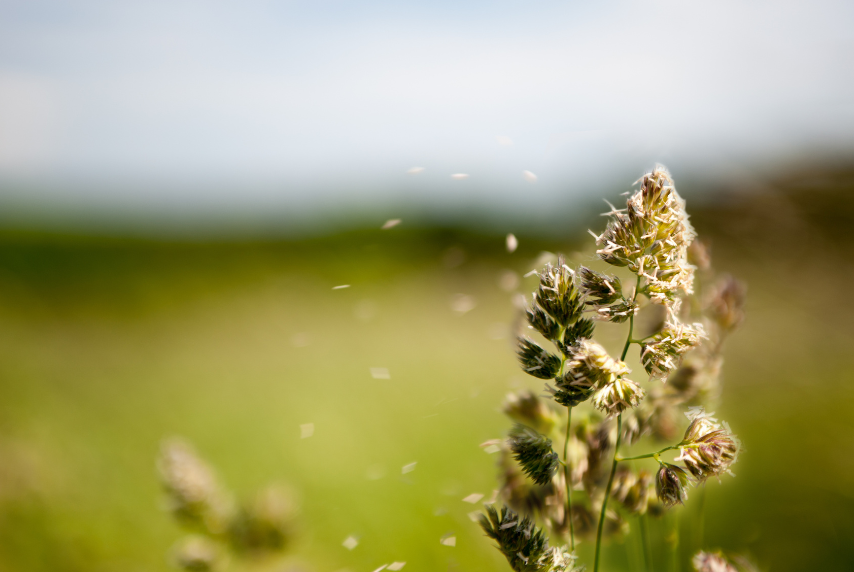 Read more about the article Why Are My Allergies So Bad Today? Let’s Talk About It.